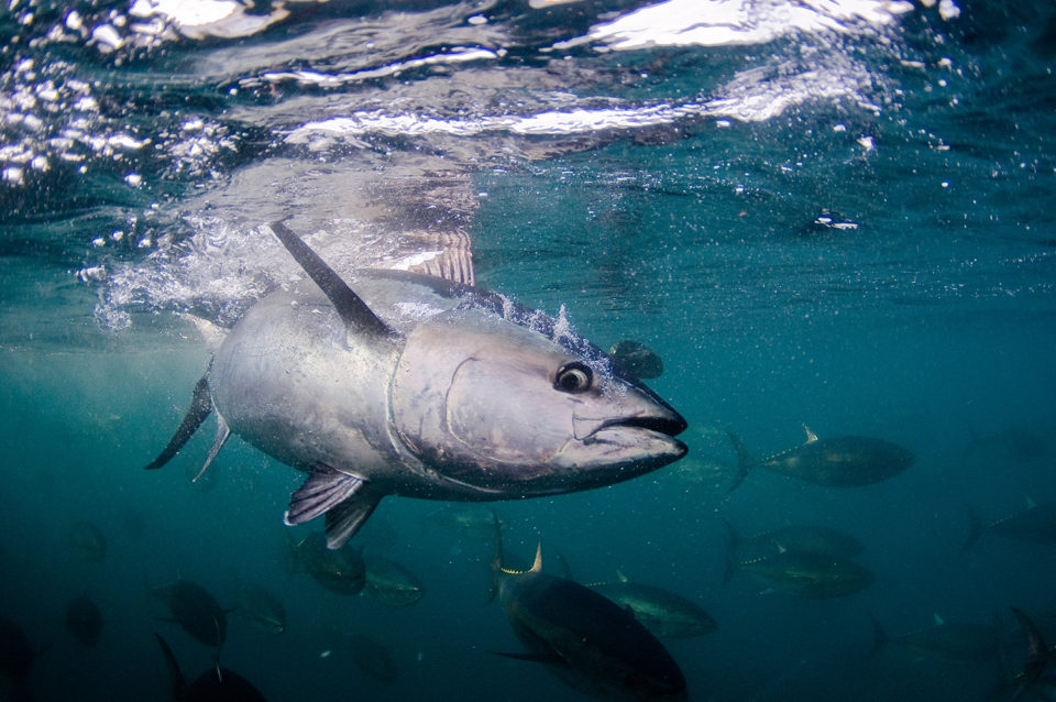 Japan hopes aquaculture can save bluefin tuna - Responsible Seafood