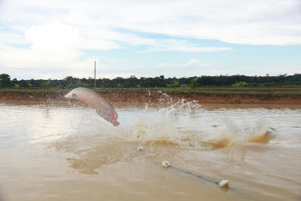 Article image for Changing the production chain of Amazonian pirarucu