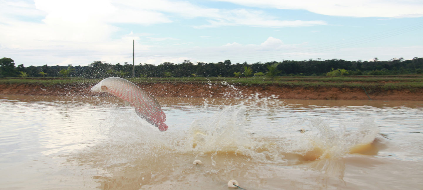 Amazonian pirarucu