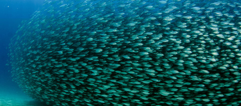Article image for IFFO RS: El abastecimiento responsable de harina de pescado es crucial para la acuacultura