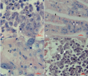 Fig. 3: Características histopatológicas de la muestra de L. vannamei fijada con alcohol-formalina y ácido acético (AFA) de Davidson 20141215 (a, c, e y d). Las flechas negras muestran las inclusiones basófilas, mientras que las flechas blancas muestran los núcleos kariopicnóticos. (a) Tinción con hematoxilina y eosina (H&E) del tejido hematopoyético; (b) tinción H&E de branquias; (c) tinción con H&E del seno en el hepatopáncreas, y (d) tinción con H&E de los periópodos. Barra, 10 μm.