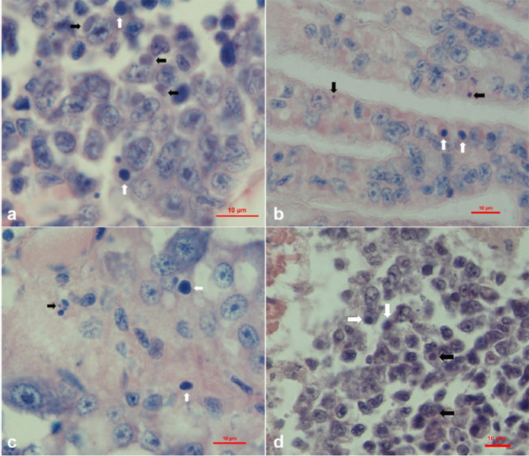 Article image for Enfermedad emergente: el Virus Iridiscente de Hemocitos de Camarón (SHIV)