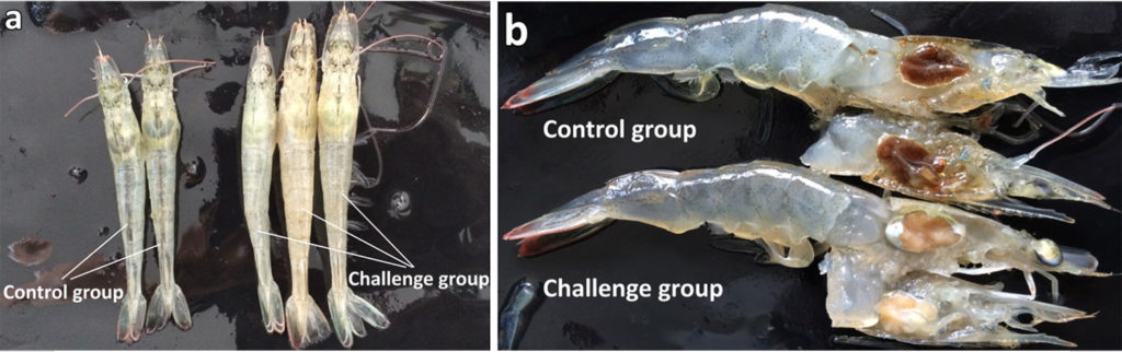 Article image for Emerging disease: Shrimp Hemocyte Iridescent Virus (SHIV)