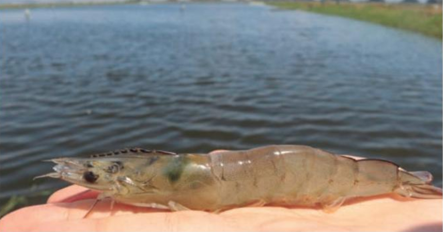 Use algorithms to calculate feed for Pacific white shrimp Responsible