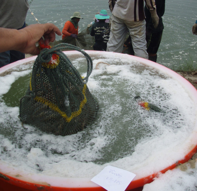 Article image for Evaluando métodos de aturdimiento en la acuacultura del camarón tropical