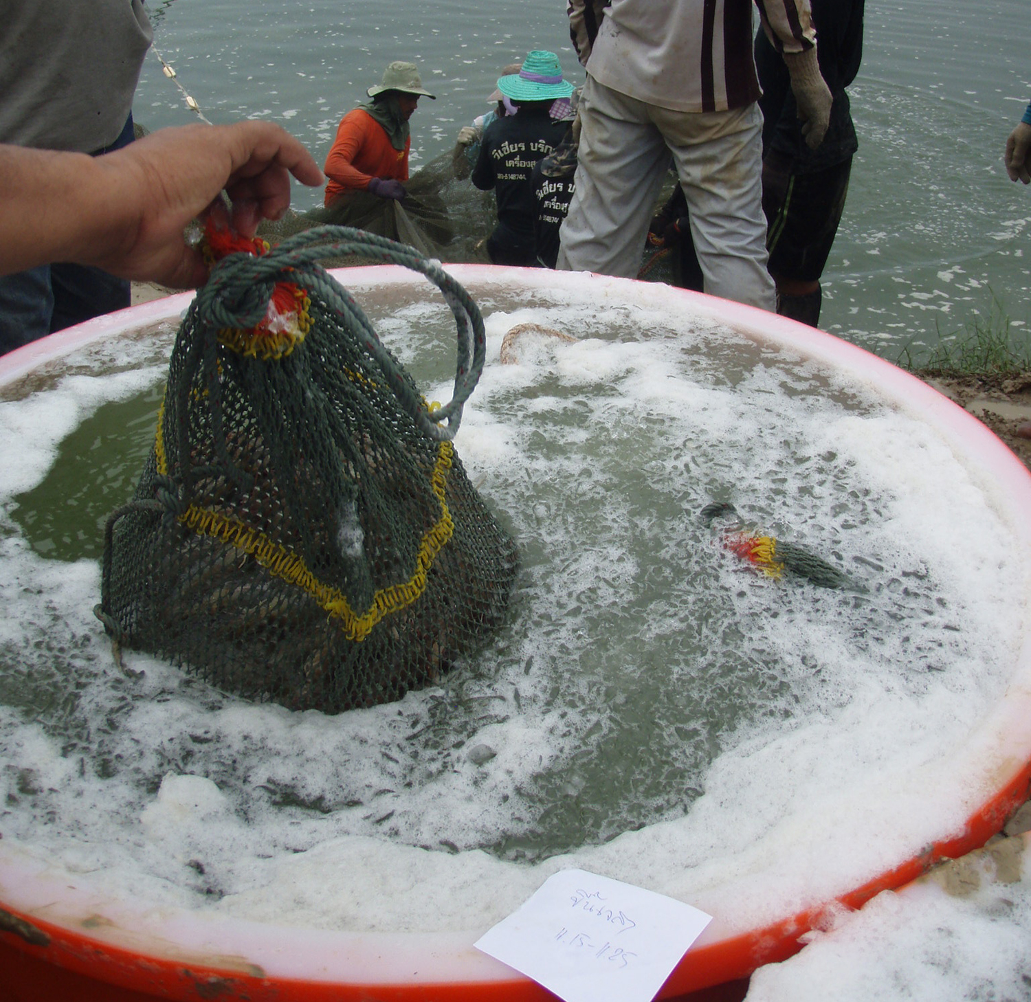 Evaluating stunning methods in tropical shrimp aquaculture - Responsible Seafood Advocate
