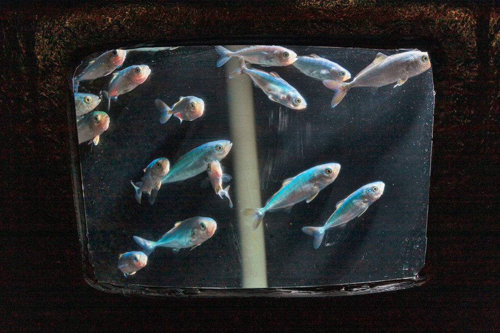 Article image for Efficacy of saturated lipids in juvenile California yellowtail feeds