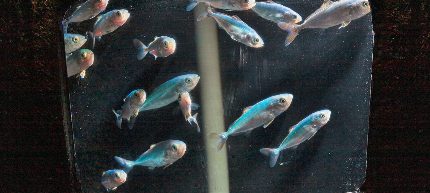 LC-PUFA “sparing effect” mechanism