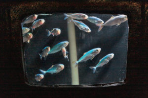 Efficacy of saturated lipids in juvenile California yellowtail feeds