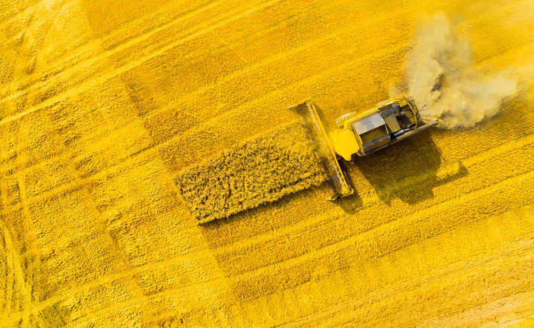 Article image for A push for rapeseed as a viable aquafeed ingredient