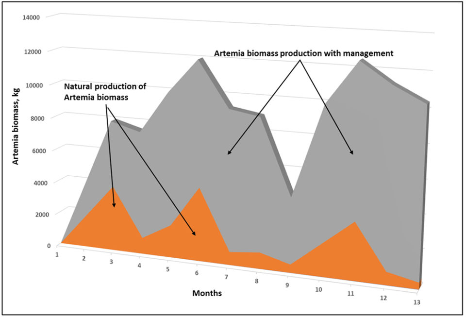 Fig. 1: Depiction of comparative, monthly artemia biomass production (kg): natural production (orange area) vs. managed production (grey area). In the monthly production of a natural system, the biomass increases until it reaches over-production levels and the biotic capacity is reduced. In the managed production, extracting only adults, the biotic capacity (space and food) is increased, and the system can support new populations and biomass over time.