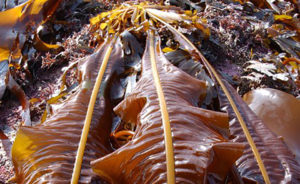 las plantas oceánicas