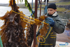 las plantas oceánicas