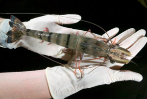 Reduced growth performance of black tiger shrimp infected with IHHNV