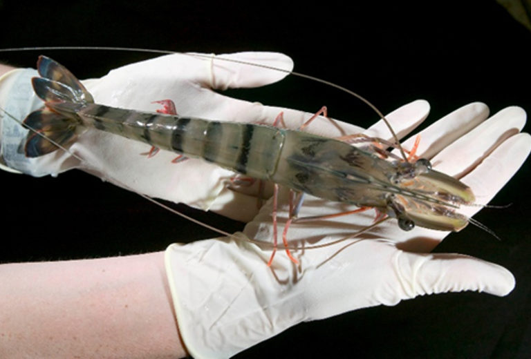 Article image for Reduced growth performance of black tiger shrimp infected with IHHNV