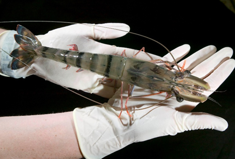 Article image for Rendimiento reducido de crecimiento del camarón tigre negro infectado con IHHNV