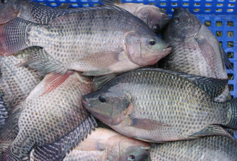 Article image for Production of omega-3 enriched tilapia through dietary algae meal or fish oil