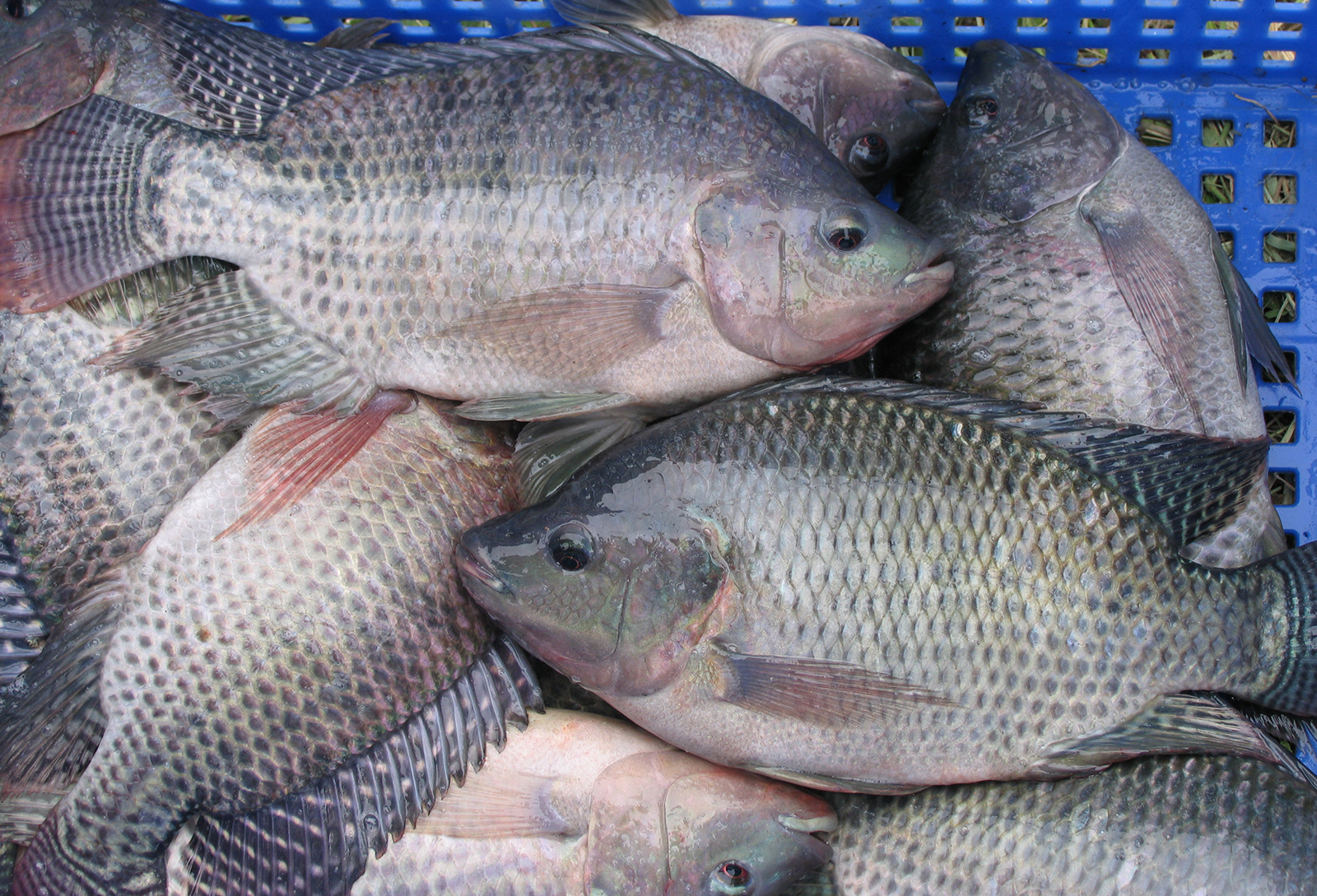 Tilapia Tilapia