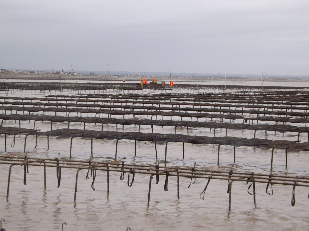 Article image for Aquaculture has put the oysters back in Oyster Town