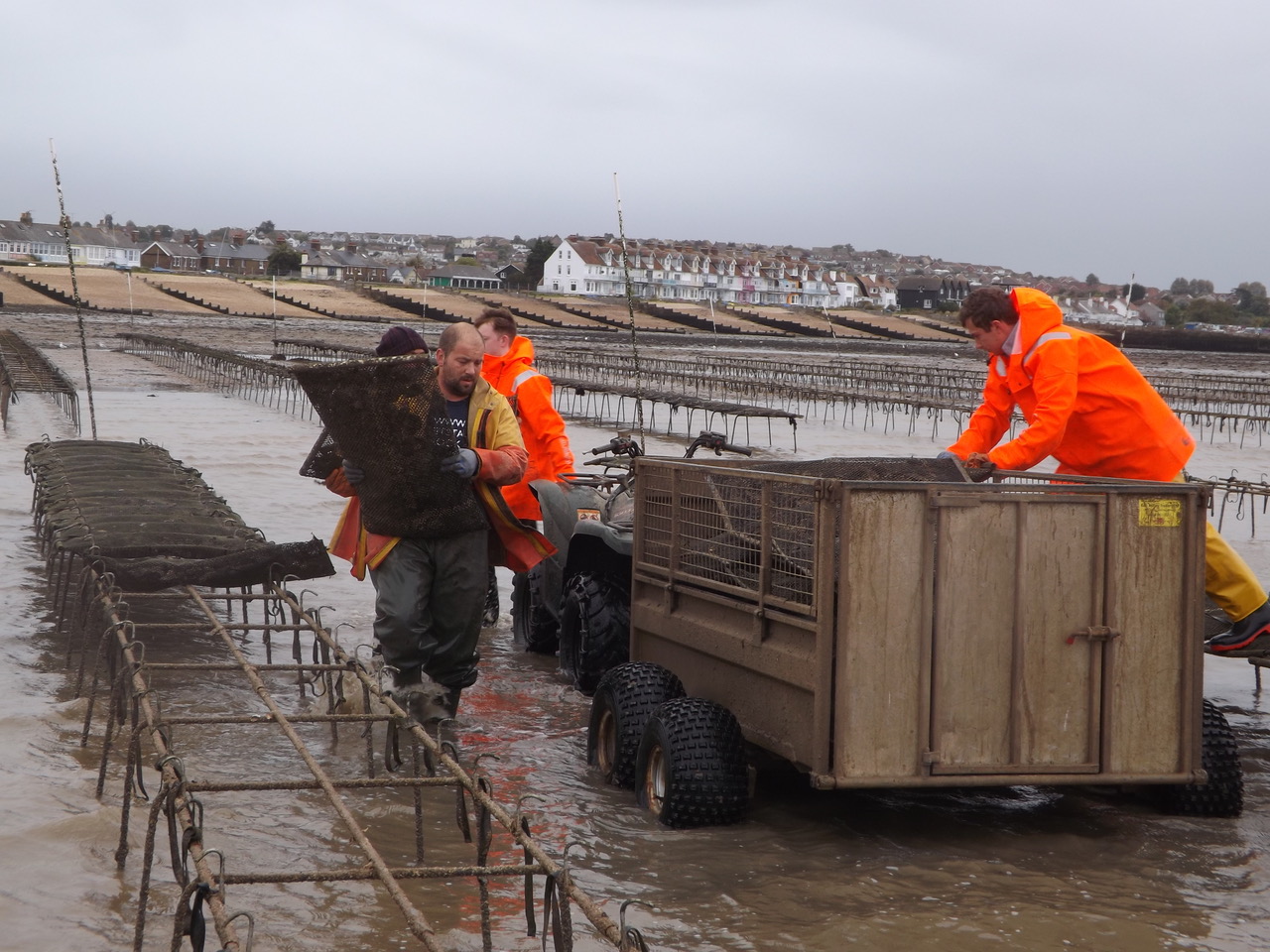Whitstable Shellfish Aquaculture has put the oysters back in Oyster Town - Responsible ...