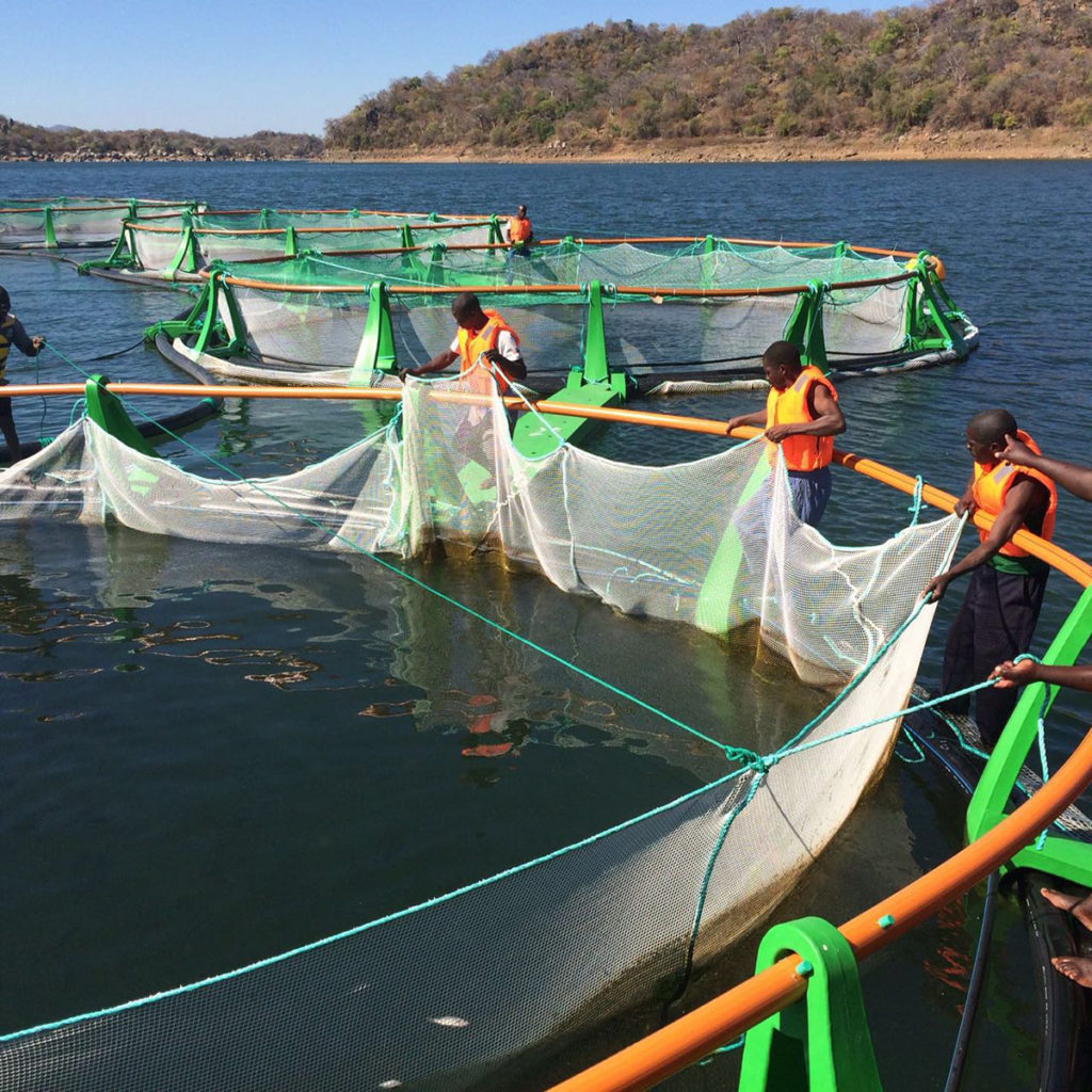Article image for ‘Model’ tilapia venture shows mettle in Mozambique