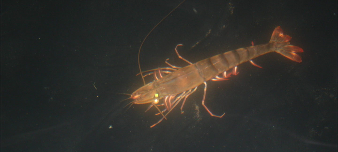 alternativas de ablación