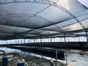 intensidad de aireación