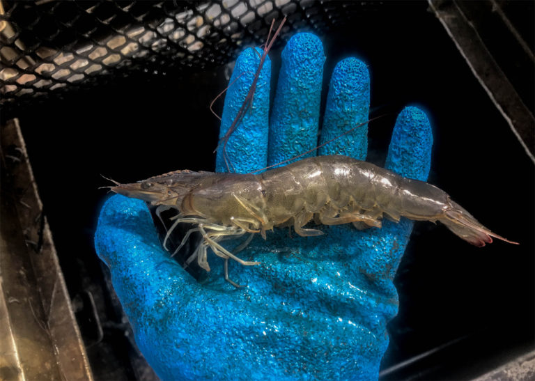 Article image for Testing soy-optimized feeds and automated feeding systems in shrimp pond production