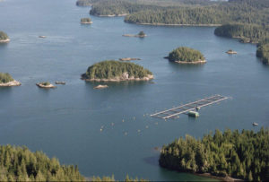 Canada renews licenses for BC salmon farms outside Discovery Islands until spring 2023