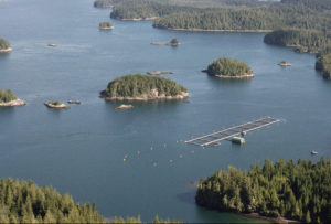 BC salmon farms