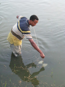 fertilización de estanques