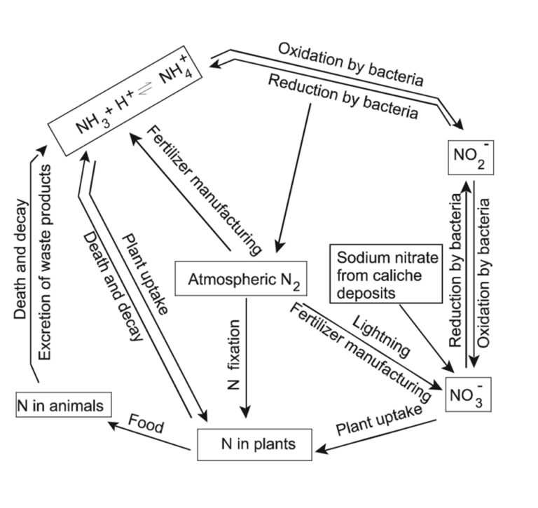 Nitrogen a limiting factor in aquaculture production Responsible