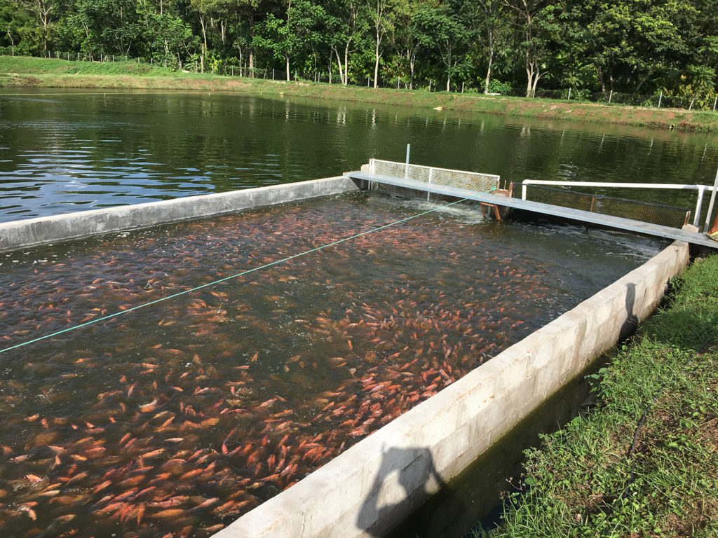 Article image for Cultivo de tilapia roja en raceway en estanque