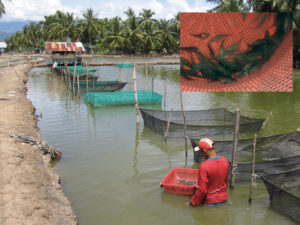 Marine, brackishwater finfish culture in Indonesia