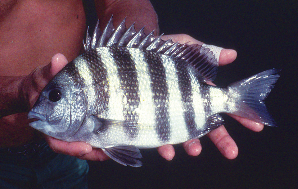 Article image for Sheepshead: American sea bream shows culture potential