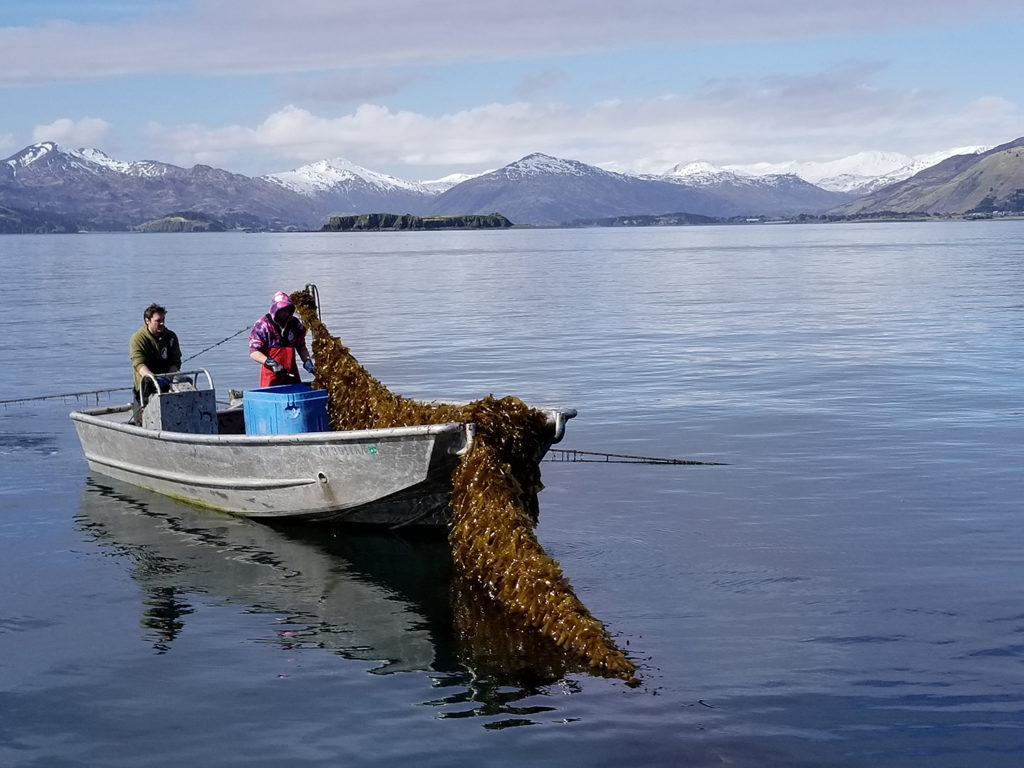 Article image for With entrenched aquaculture views, Alaska weighs its future in farming