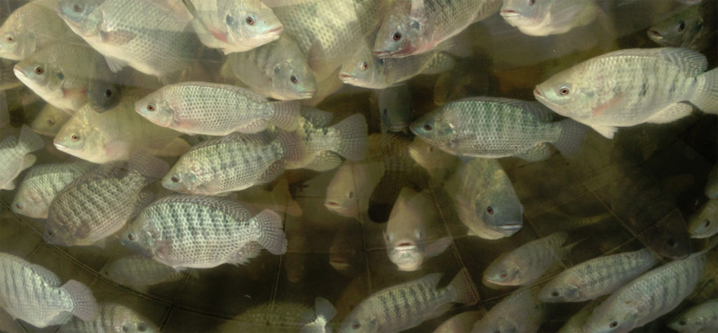 Article image for Current knowledge about fumonisins in aquaculture