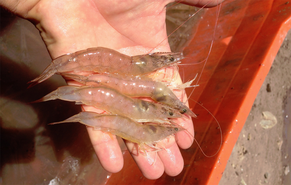 Article image for El enigma de la sostenibilidad de los alimentos para camarones: sustitución de harina de pescado