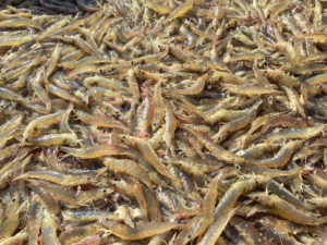 de los alimentos para camarones