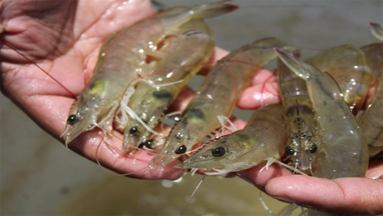 Article image for Functional ingredients driving shrimp feed innovation