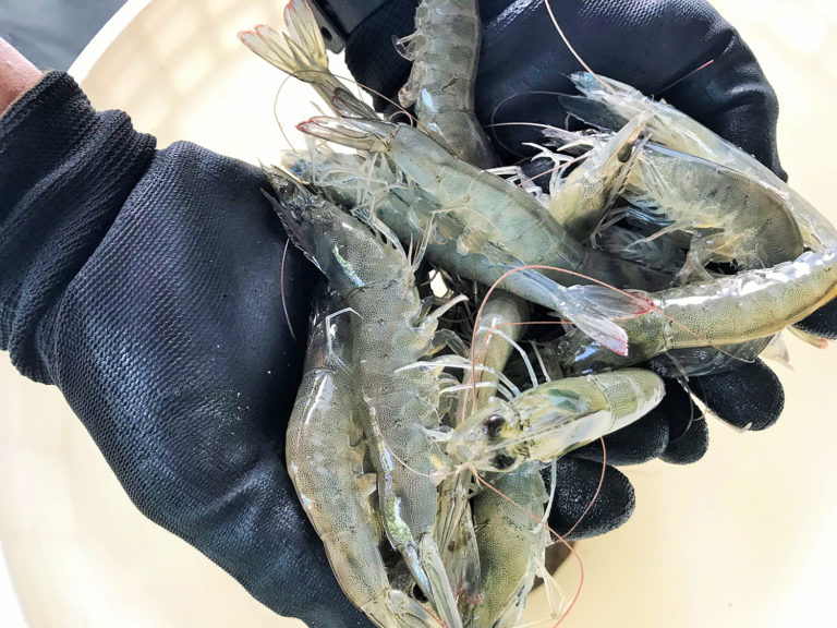 Article image for Effect of multiple feedings and a low-fishmeal, amino acid-supplemented diet in Pacific white shrimp