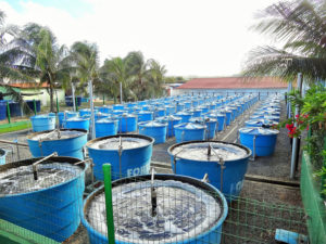 dieta baja en harina de pescado