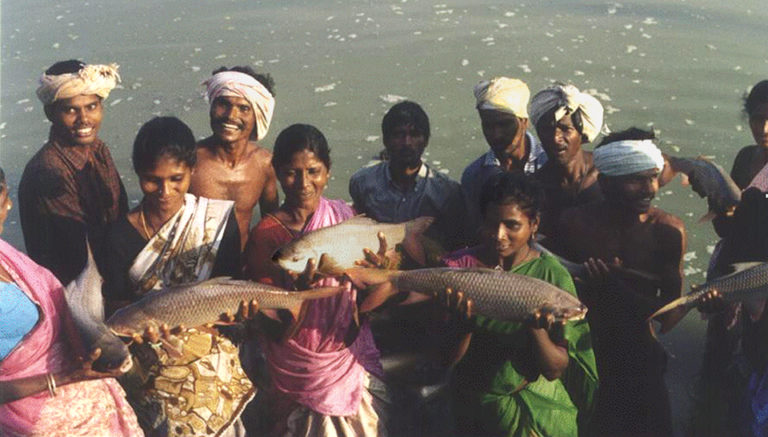Article image for Genetic improvement of carp reduces poverty, hunger in Asia
