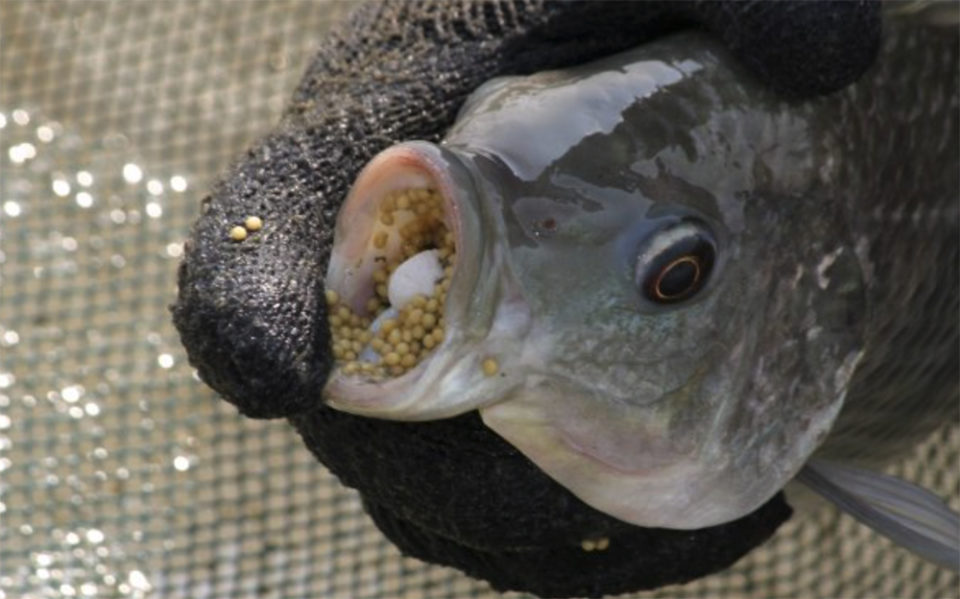 Haiti’s hatchery of hope Responsible Seafood Advocate