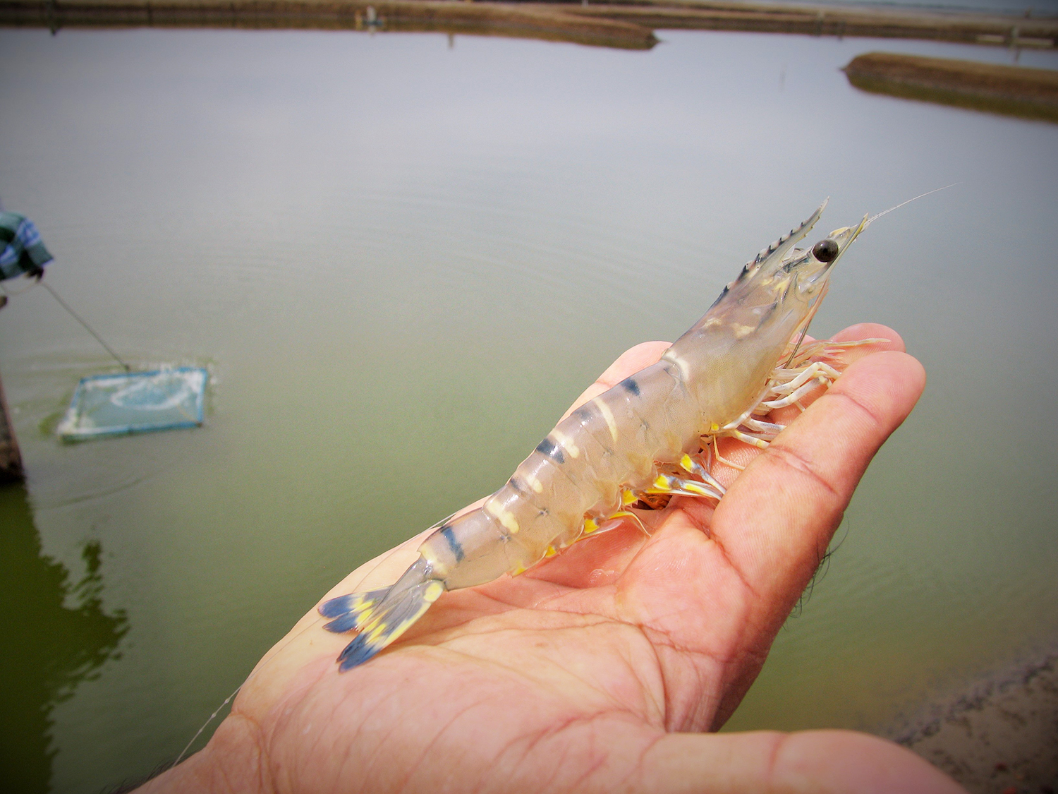 Unified marketing strategy for shrimp inches forward Responsible