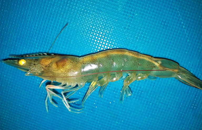 Article image for White Feces Syndrome in shrimp: Predictor of EHP?