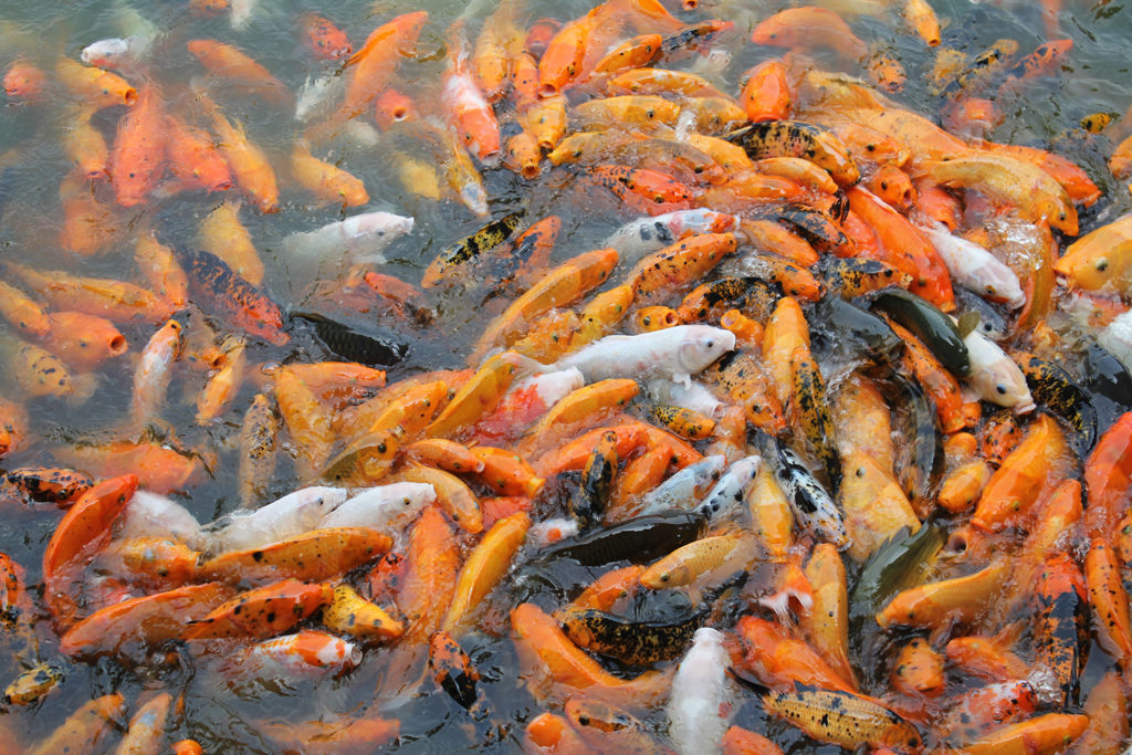 Article image for Toxicity of chemical substances in aquaculture