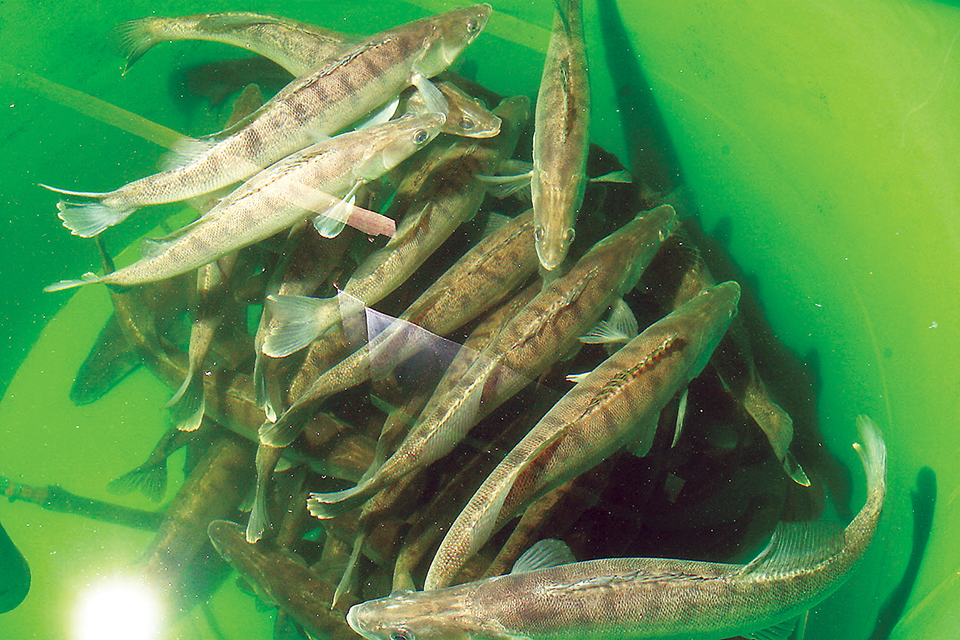 Article image for Out-of-season spawning for pike perch