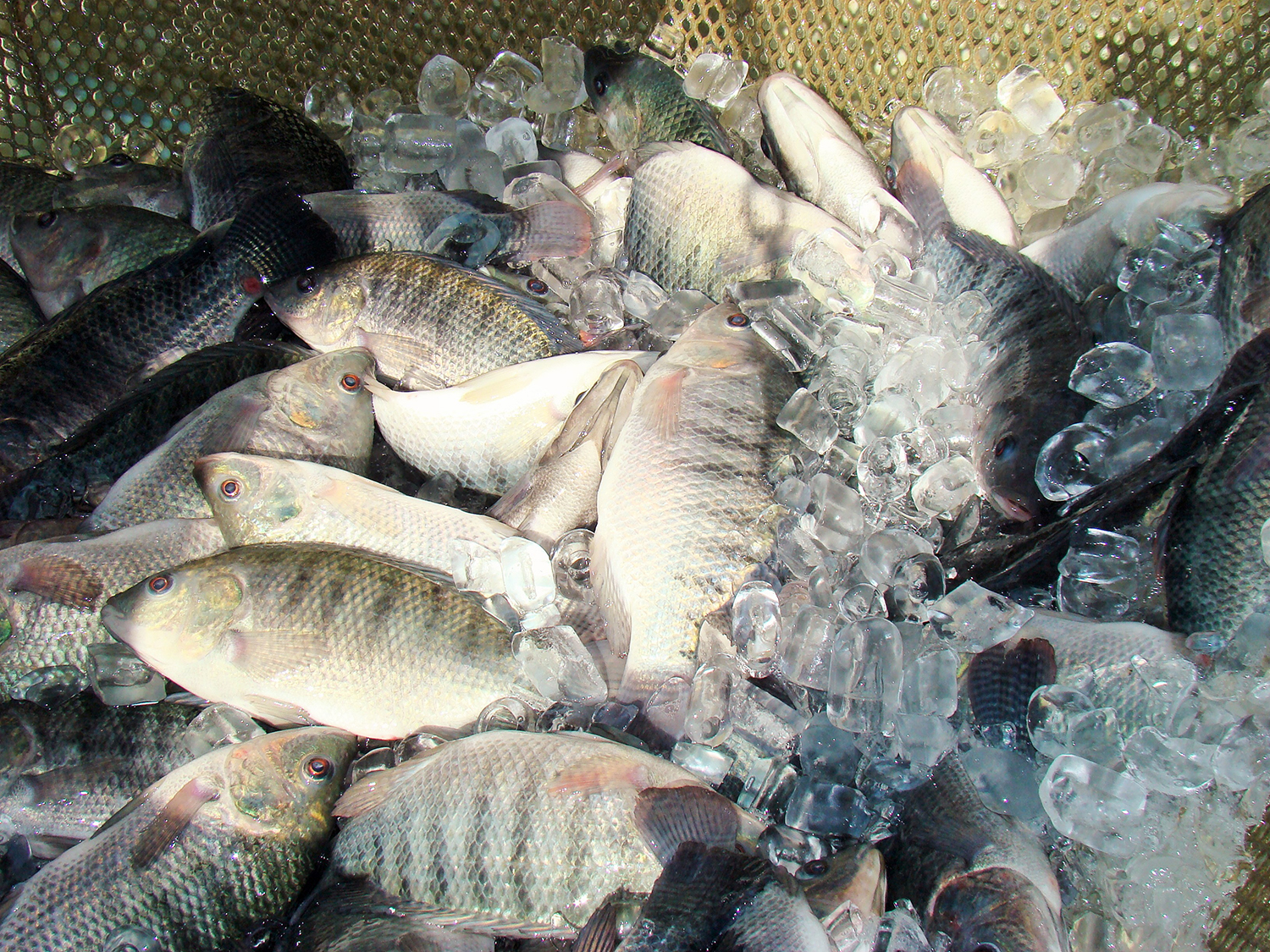 Cultivo de tilapia híbrida en un sistema de producción de biofloc al aire  libre - Responsible Seafood Advocate