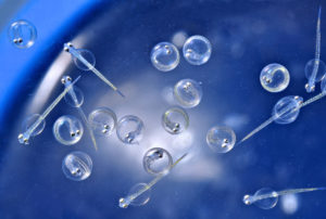 dietas en etapas iniciales